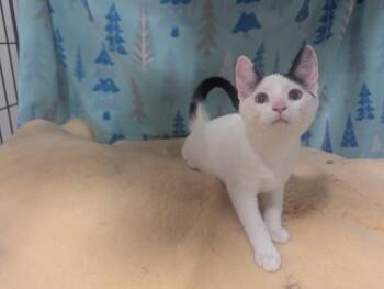 Rescue Domestic Short Hair Cats for Adoption in Medford Lakes, New Jersey - Oak | PetCurious