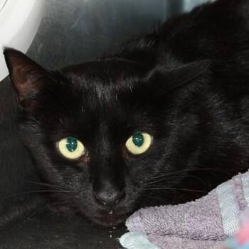 Domestic Short Hair Cats Available for Adoption in Richmond, Virginia - Licorice | PetCurious