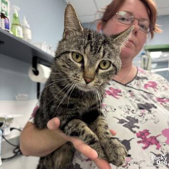 Domestic Short Hair Cats Available for Adoption in Washington, District Of Columbia - Bullseye | PetCurious
