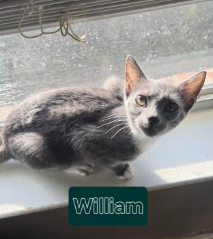 William -  Domestic Short Hair Cat for Adoption in Mckinney, Texas - William | PetCurious