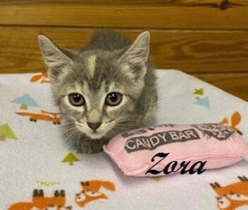 Zora -  Dilute Tortoiseshell Cat Available for Adoption in Southern Pines, North Carolina - Zora | PetCurious