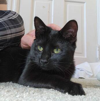 Rescue Domestic Short Hair Cats for Adoption in Breinigsville, Pennsylvania - Felicia | PetCurious