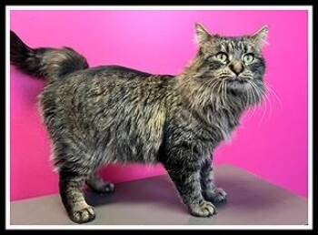SHERBERT LEMON -  Domestic Long Hair Cat for Adoption in Peoria, Illinois - SHERBERT LEMON | PetCurious
