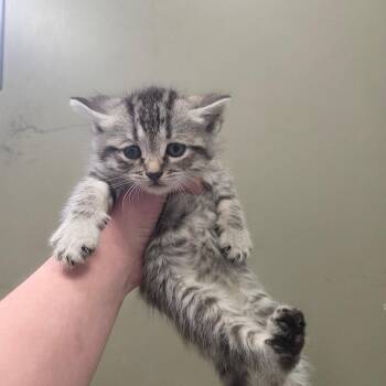Domestic Short Hair Cats Available for Adoption in West Olive, Michigan - Stevie | PetCurious