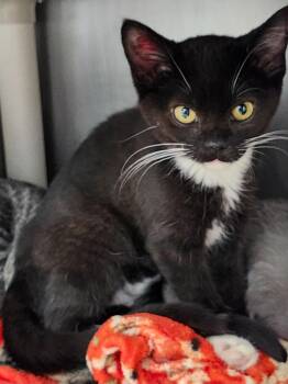 Domestic Short Hair Cats Available for Adoption - UR MINE | PetCurious