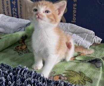 Haines -  Domestic Short Hair Cat for Adoption in St. Augustine, Florida - Haines | PetCurious