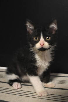 Rescue Domestic Short Hair Cats for Adoption in Buford, Georgia - Hudson | PetCurious