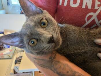 Paris -  Russian Blue Cat for Adoption in Lawrenceville, Georgia - Paris | PetCurious