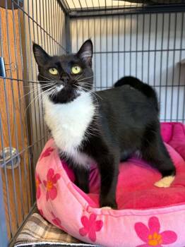 Livy -  Domestic Short Hair Cat for Adoption - Livy | PetCurious