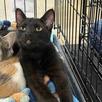 Domestic Short Hair Cats Available for Adoption - Vader | PetCurious