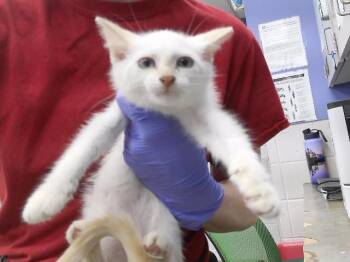 ALLUUX -  Domestic Short Hair Cat for Adoption in Omaha, Nebraska - ALLUUX | PetCurious