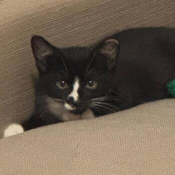 Felix (Bonded to Moesby) -  Domestic Short Hair Cat for Adoption in Marshall, Virginia - Felix (Bonded To Moesby) | PetCurious