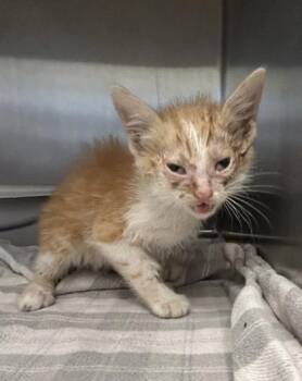 Tom -  Domestic Short Hair Cat for Adoption in Lafayette, Indiana - Tom | PetCurious