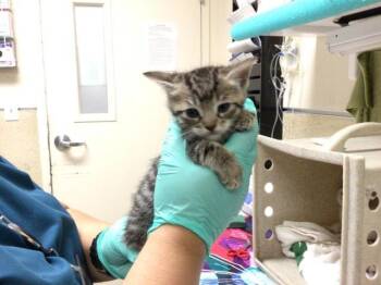 Domestic Short Hair Cats Available for Adoption in Riverside, California - A1913204 | PetCurious