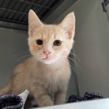 Kalahari -  Domestic Short Hair Cat for Adoption in Chattanooga, Tennessee - Kalahari | PetCurious