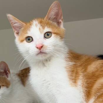Sailor Venus -  Domestic Short Hair Cat for Adoption in Champaign, Illinois - Sailor Venus | PetCurious