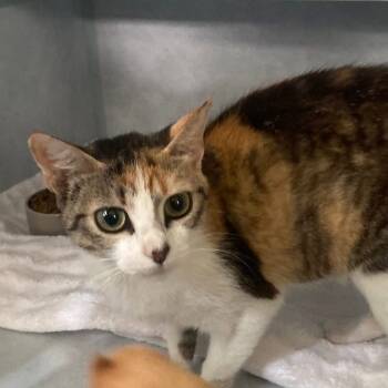 Rescue Domestic Short Hair Cats for Adoption in Portage, Michigan - Ravina | PetCurious