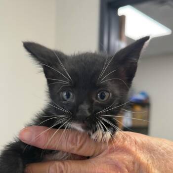 Black and white 1 -  Domestic Short Hair Cat for Adoption in Bronson, Florida - Black And White 1 | PetCurious