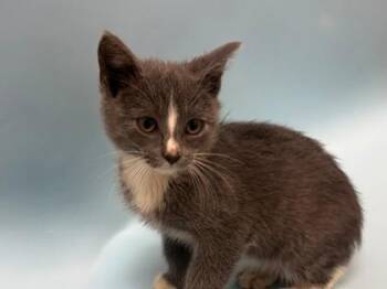 Weber -  Domestic Short Hair Cat for Adoption in Woodbury, Minnesota - Weber | PetCurious