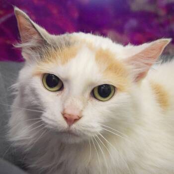 Rescue Calico and Domestic Long Hair Cats for Adoption in Huntley, Illinois - Sassy | PetCurious