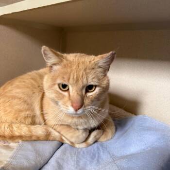 Butters -  Domestic Short Hair Cat for Adoption in Pagosa Springs, Colorado - Butters | PetCurious