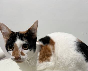 Rescue Domestic Short Hair Cats for Adoption in Labelle, Florida - Skye | PetCurious