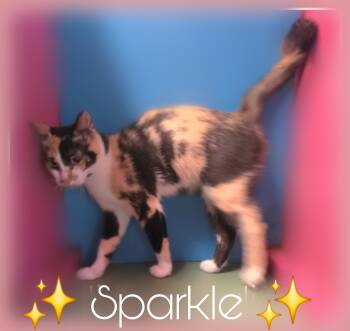 Sparkle -  Calico Cat for Adoption in Silver Springs, Florida - Sparkle | PetCurious