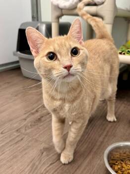 JJ -  Domestic Short Hair Cat for Adoption in Gillette, Wyoming - JJ | PetCurious