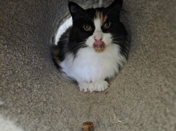 Rescue Domestic Long Hair Cats for Adoption in Salmon, Idaho - Charlene | PetCurious