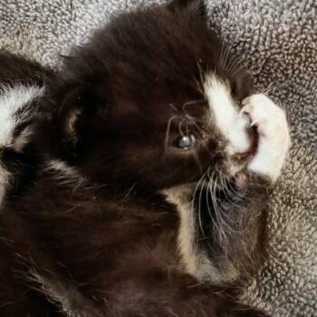 Bonus -  Domestic Short Hair Cat for Adoption in New York, New York - Bonus | PetCurious