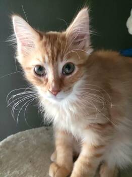 Domestic Long Hair Cats Available for Adoption - Ginger Snap | PetCurious