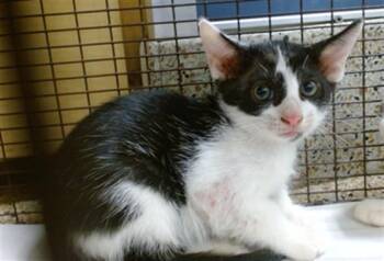 DINO -  Domestic Short Hair Cat for Adoption in Doral, Florida - DINO | PetCurious