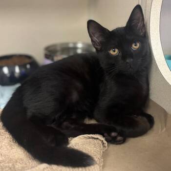 Whisker Biscuit -  Domestic Short Hair Cat for Adoption in Westhampton, New York - Whisker Biscuit | PetCurious