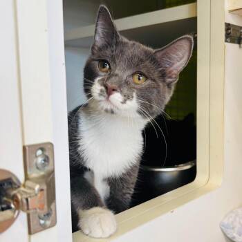 Ranger -  Domestic Short Hair Cat for Adoption in Woodbury, New Jersey - Ranger | PetCurious