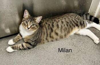 Tabby Cats Available for Adoption in Tustin, California - Milan  | PetCurious