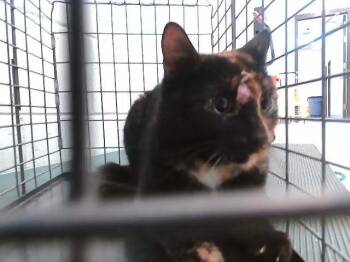 A182553 -  Domestic Short Hair Cat Available for Adoption in Tulsa, Oklahoma - A182553 | PetCurious