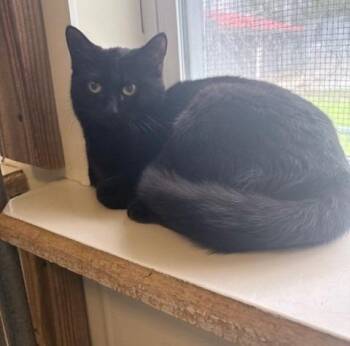 Domestic Short Hair Cats Available for Adoption in Ogdensburg, New York - Pearl | PetCurious