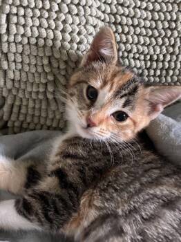 Hazel -  Domestic Short Hair Cat for Adoption in Candler, North Carolina - Hazel | PetCurious