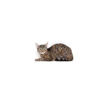 Aurora -  Domestic Short Hair Cat for Adoption in Los Angeles, California - Aurora | PetCurious