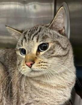 Domestic Short Hair Cats Available for Adoption - GREG | PetCurious