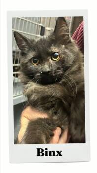 Binx -  Domestic Long Hair Cat for Adoption in Caistor Centre, Ontario - Binx | PetCurious