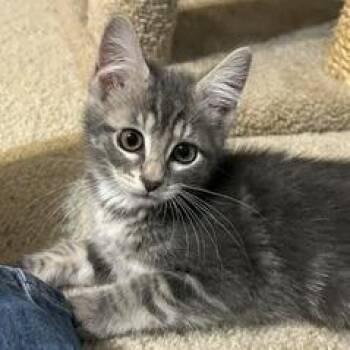 Mu -  Domestic Medium Hair Cat Available for Adoption in Cumming, Georgia - Mu | PetCurious