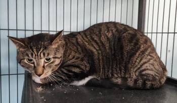 Domestic Short Hair Cats Available for Adoption in Washington Court House, Ohio - Bubby | PetCurious