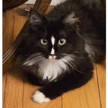 Domestic Long Hair and Domestic Short Hair Cats Available for Adoption in Hudson, Massachusetts - Alex Gibbs | PetCurious