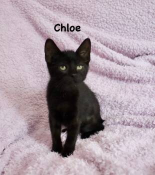 Bombay Cats Available for Adoption in St. Augustine, Florida - Chloe | PetCurious