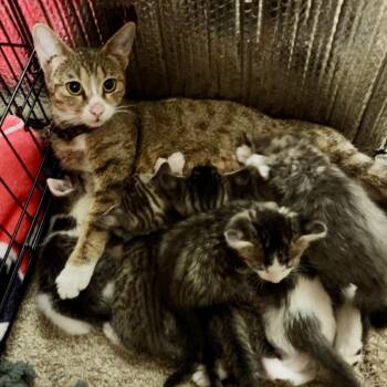 Domestic Short Hair Cats Available for Adoption in Temecula, California - Sloane | PetCurious