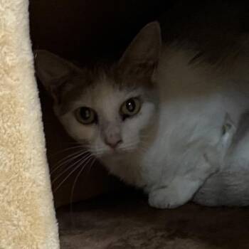 Mango (19) -  Domestic Short Hair Cat for Adoption in Bedford, New Hampshire - Mango (19) | PetCurious