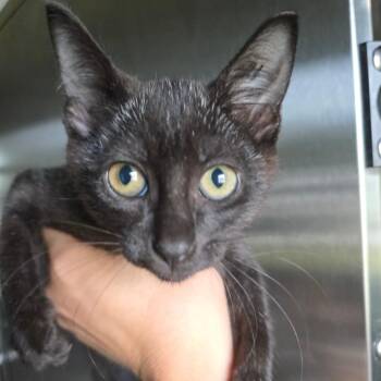 TNR Strange kitten 3 -  Domestic Short Hair Cat for Adoption in Sand Springs, Oklahoma - TNR Strange Kitten 3 | PetCurious