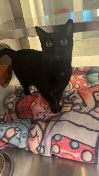 Domestic Short Hair Cats Available for Adoption in Houston, Texas - MORTICIA | PetCurious