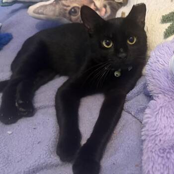 Thor Hudson -  Domestic Short Hair Cat for Adoption in Merrifield, Virginia - Thor Hudson | PetCurious